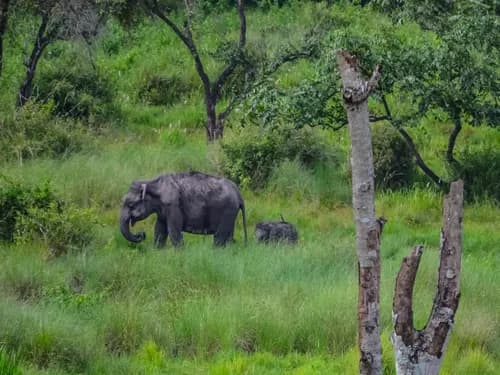 Forest Safari