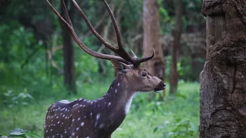 Tholpetty Wildlife Sanctuary