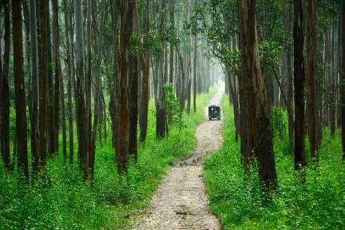 Wayanad Wildlife Sanctuary jeep safari