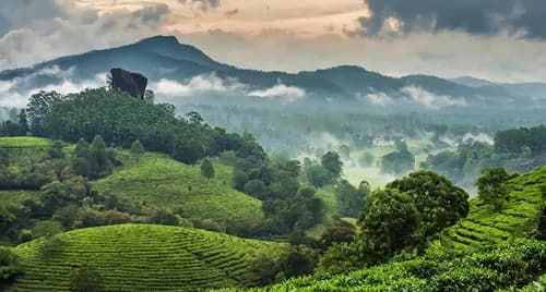 Wayanad to Coorg taxi